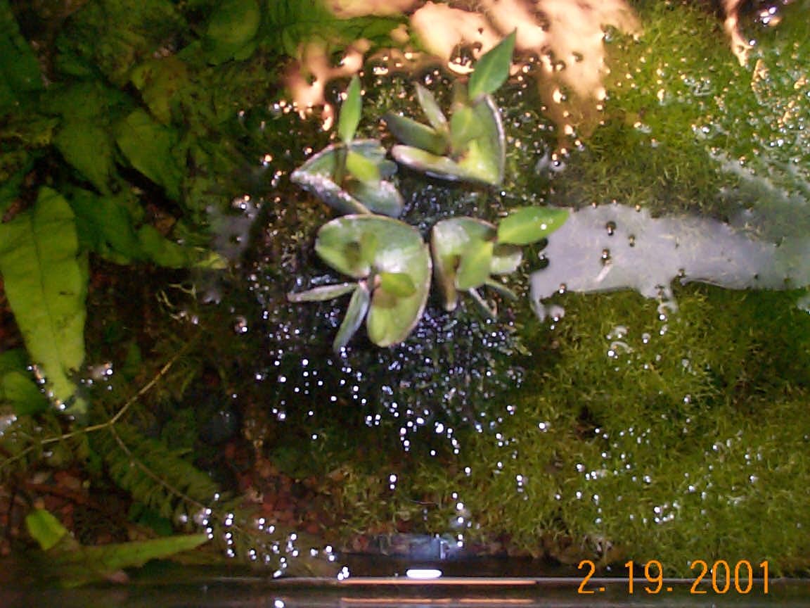 Black mangroves top view.jpg